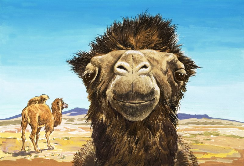 Velbloud, ilustrace z knihy "Stvoření s legračními tvářemi od English School