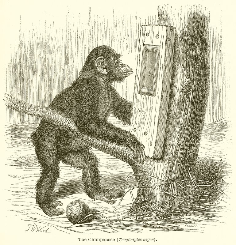 Šimpanz (Troglodytes Niger) od English School