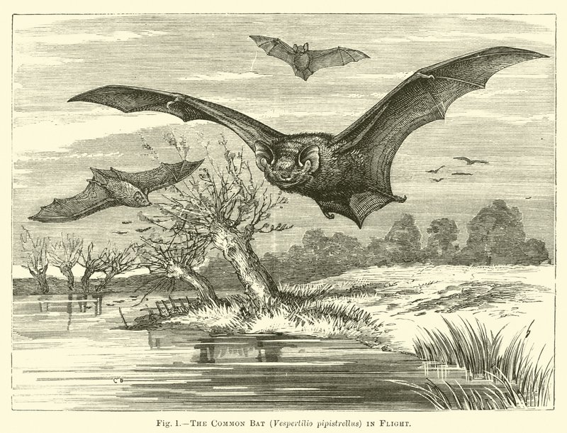 Netopýr obecný, Vespertilio pipistrellus, v letu od English School