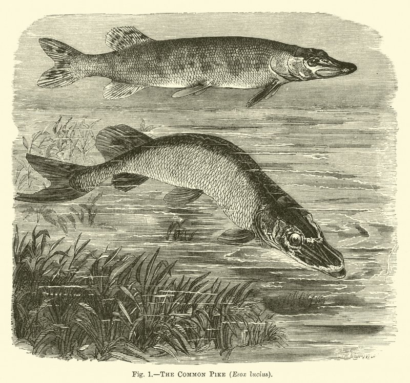 Štika obecná, Esox lucius od English School