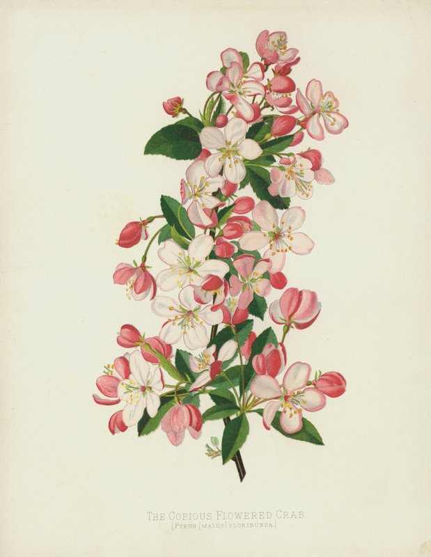Velký květovaný krab, Pyrus (Malus) Floribunda od English School
