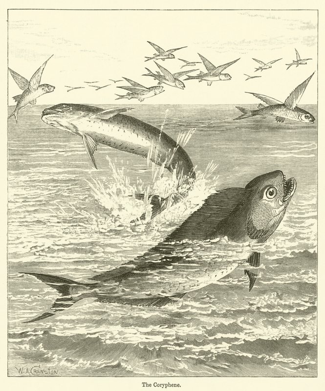 The Coryphene (rytina) od English School
