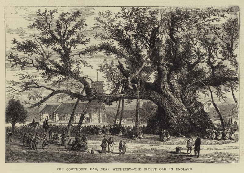 Cowthorpe Oak, poblíž Wetherby, nejstarší dub v Anglii (rytina) od English School