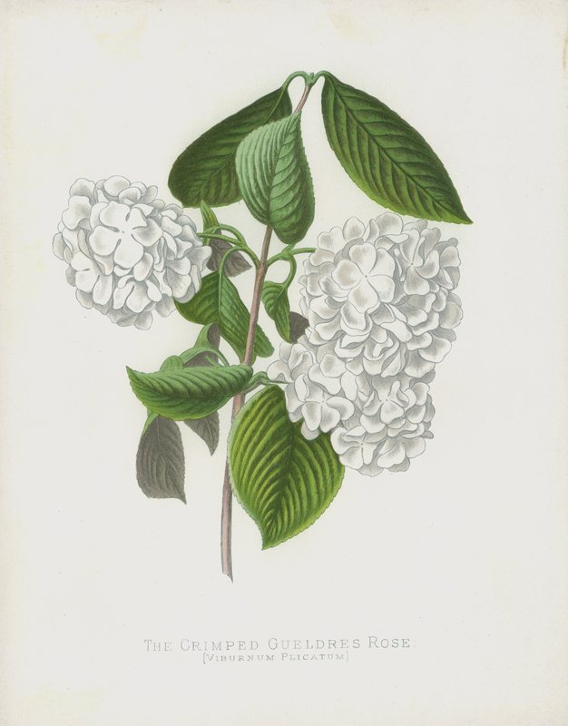 The Crimped Gueldres Rose, Viburnum Plicatum; var Dilatata od English School
