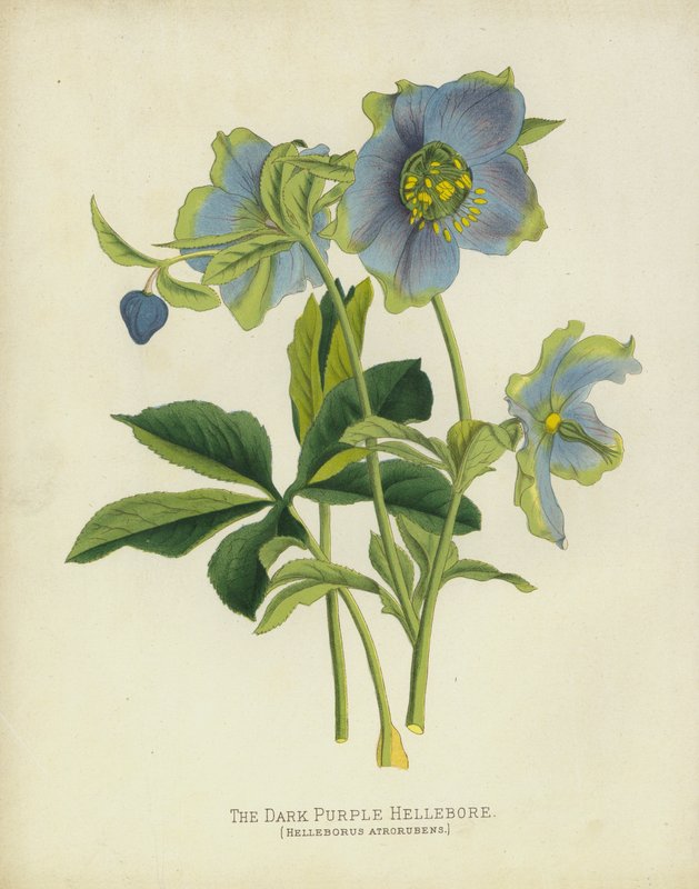 Čemeřice temně fialové, Helleborus Atrorubens od English School