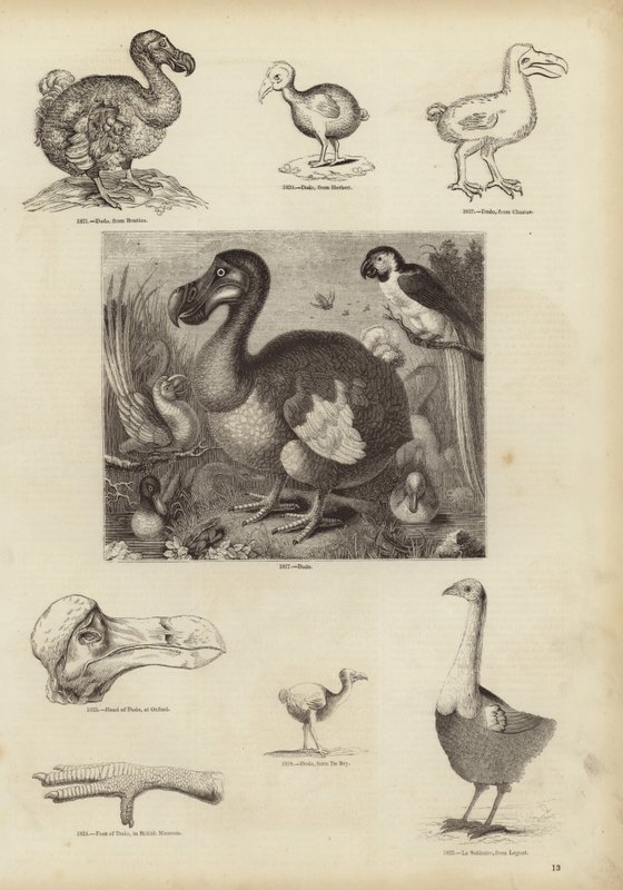 Dodo od English School