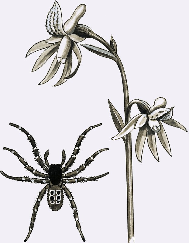 Pavouk Eresus a vzácné kořeny ostruhatého korálu nebo Ghost Orchid od English School