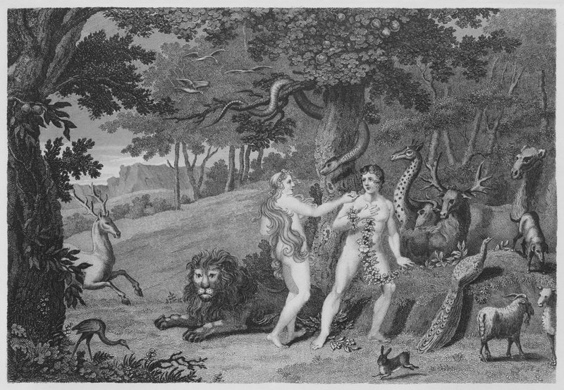 Zakázané ovoce, Genesis, III, 6 (rytina) od English School