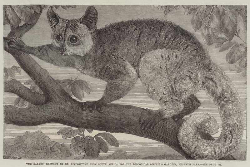 Galago, přivezený doktorem Livingstonem z Jižní Afriky pro zahrady Zoologické společnosti v Regent