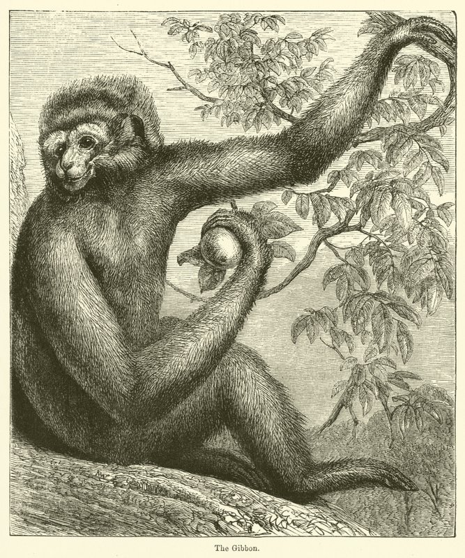 Gibbon (rytina) od English School