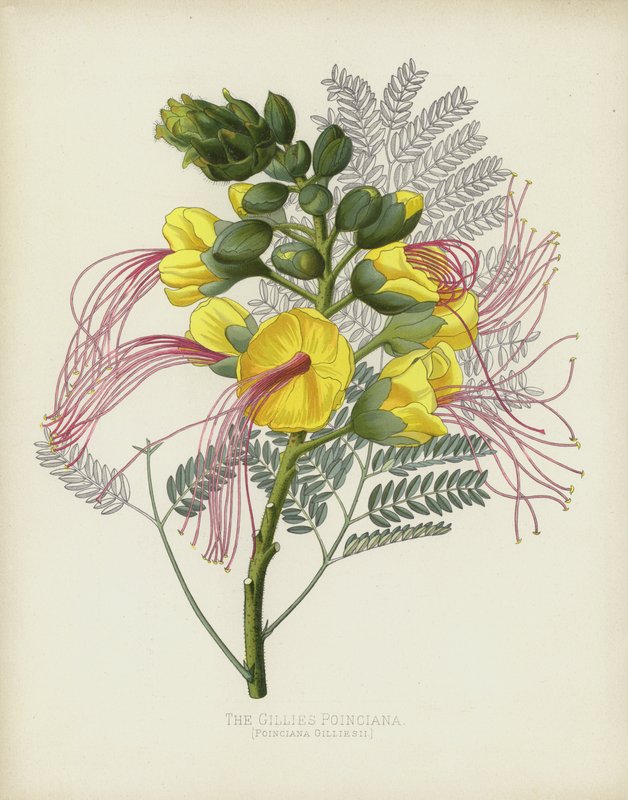 Gillies Poinciana, Poinciana Gilliesii od English School