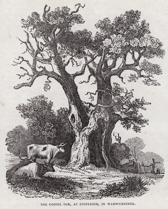 The Gospel Oak, Stonleigh, Warwickshire (rytina) od English School