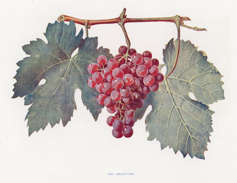 Vinná réva (barevná litografie) od English School