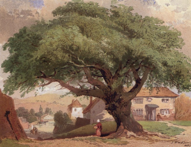 The Great Ash, scéna v Surrey (barevné lito) od English School