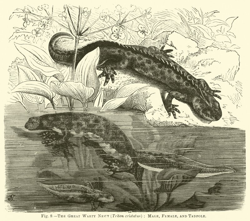 Čolek bradavičnatý (Triton cristatus), samec, samice a pulec od English School
