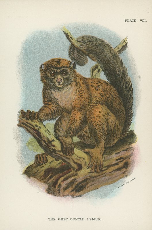 Šedý jemný lemur od English School