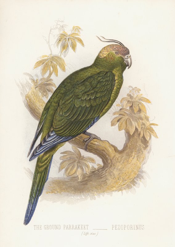Čajový mletý papoušek, Pejoparinus (černé litho) od English School