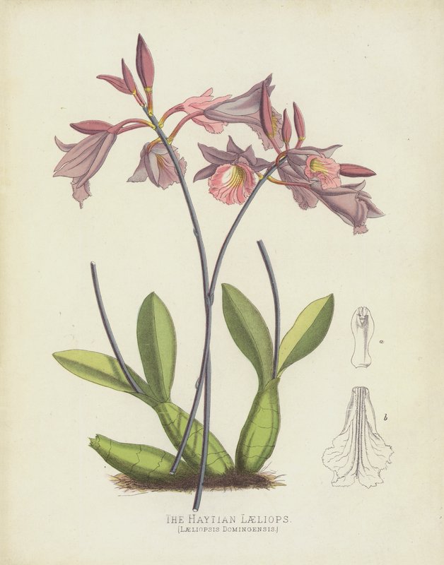 Haytian Laeliops, Laeliopsis Domingensis od English School