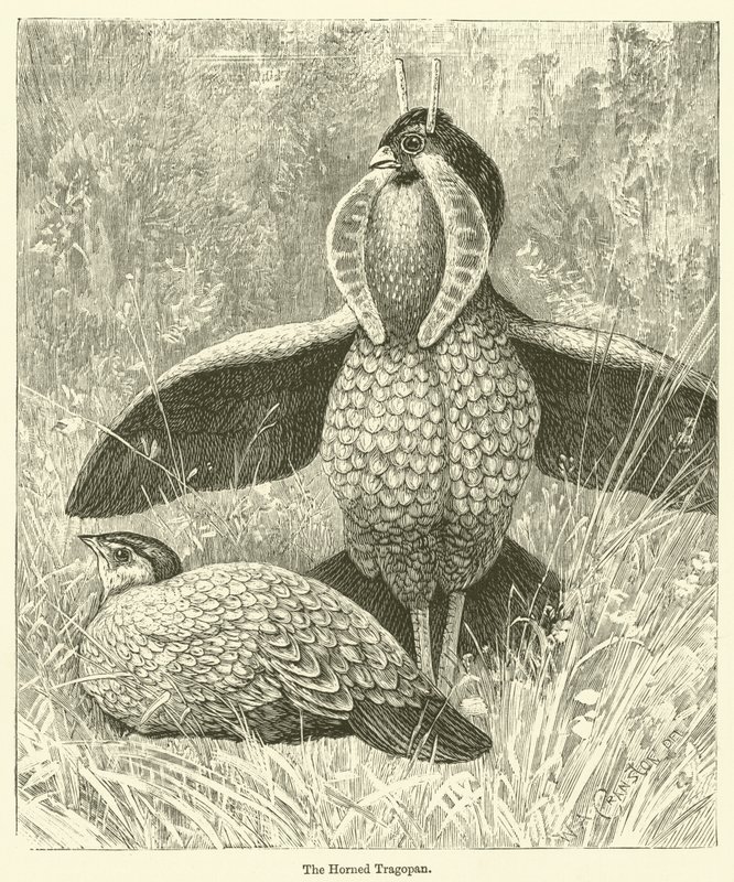 Rohatý Tragopan (rytina) od English School