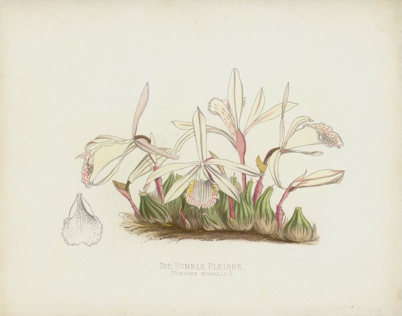 Pokorný Pleione, Pleione Humilis od English School