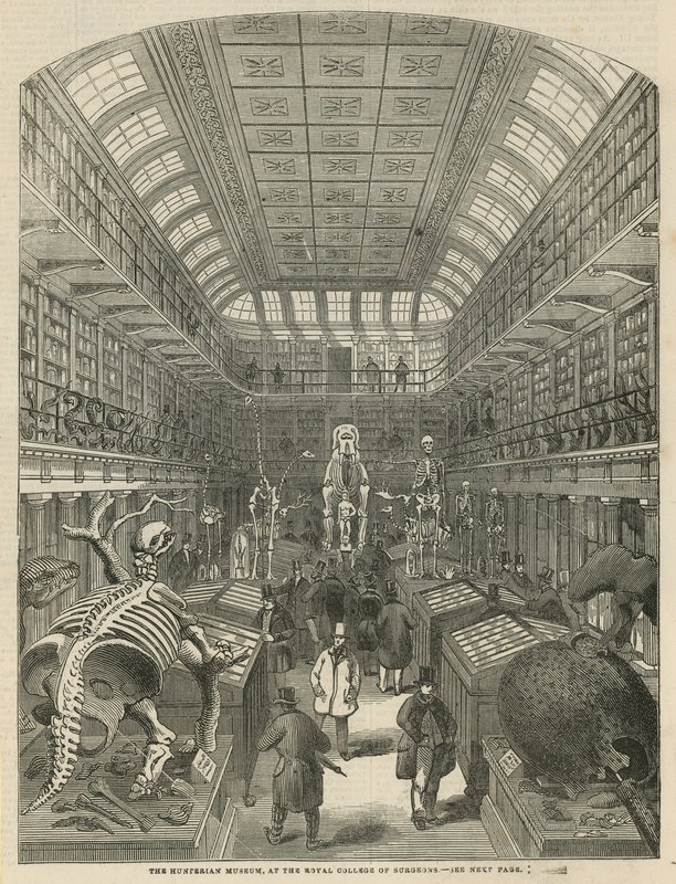Hunterian Museum na Royal College of Surgeons od English School