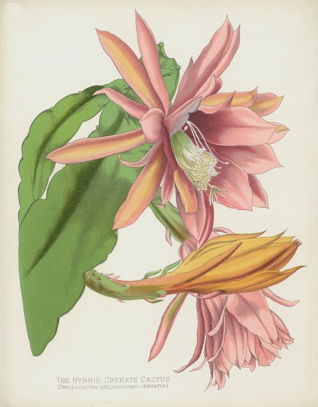 Hybridní Crenate Cactus, Phyllocactus Speciosissimo-Crenatus od English School