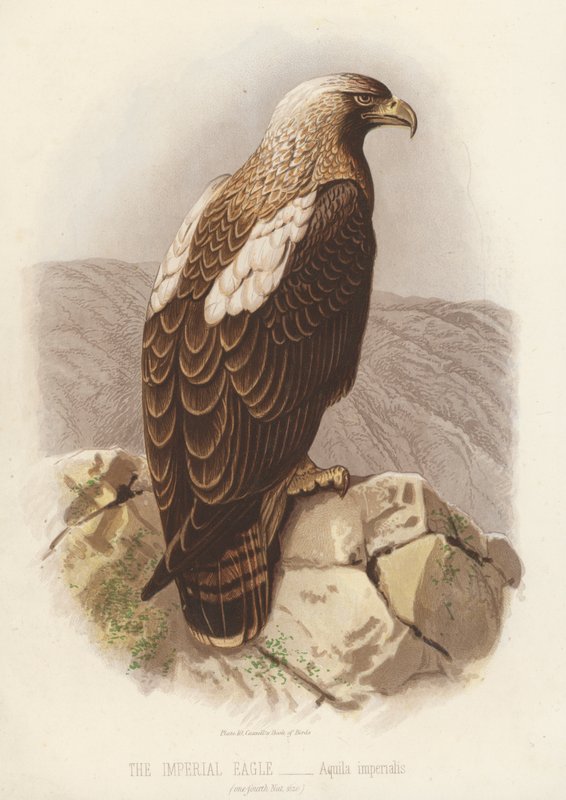 Císařský orel, Aquila Imperialis (barevná litografie) od English School