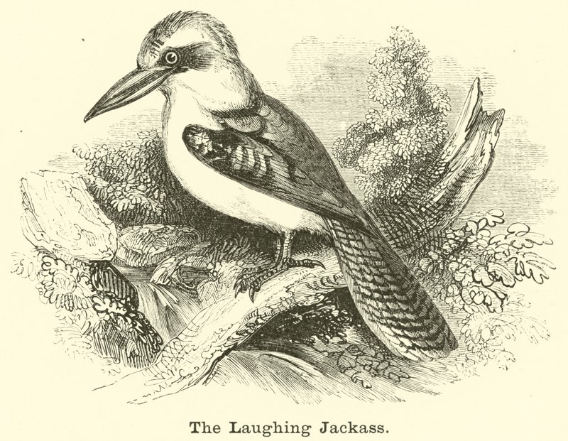 Laughing Jackass od English School