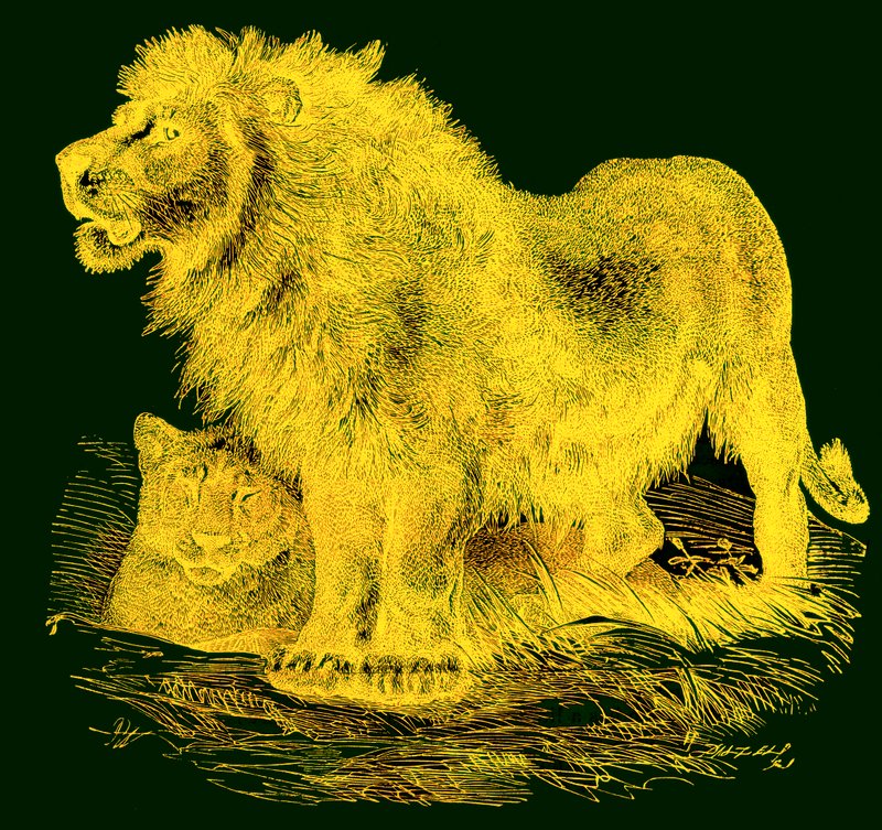 Lev, ilustrace z knihy J. G. Woods Illustrated Natural History, publikované kolem roku 1850 (digitálně vylepšený obrázek) od English School