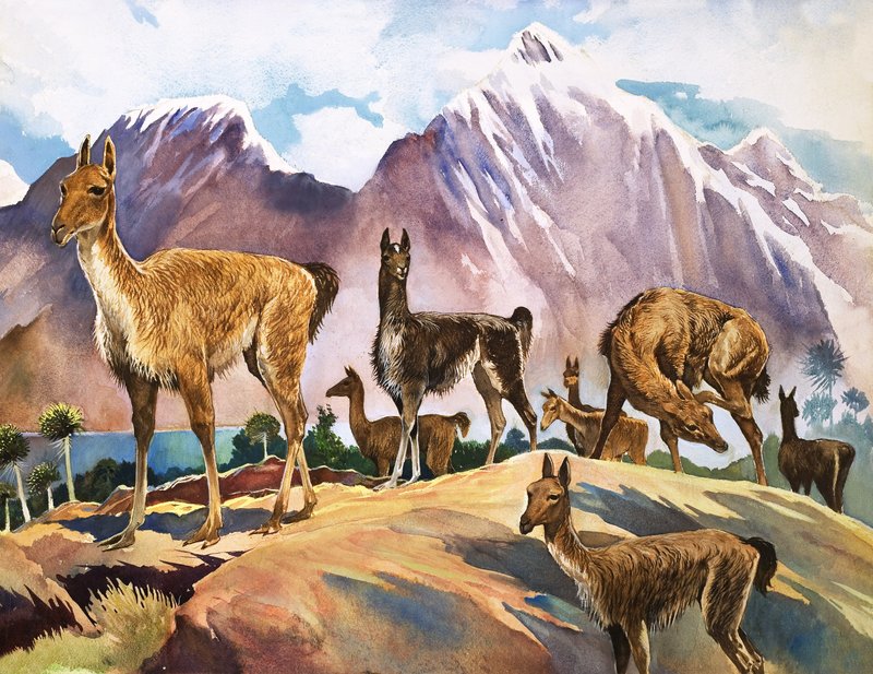 Lama, ilustrace z knihy "Zázraky přírody od English School