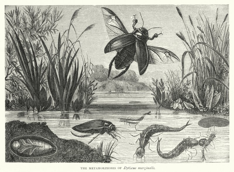 Metamorfózy Dytiscus marginalis (rytina) od English School