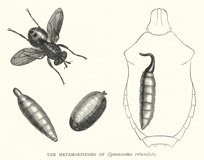 Metamorfózy Gymnosoma rotundata (rytina) od English School