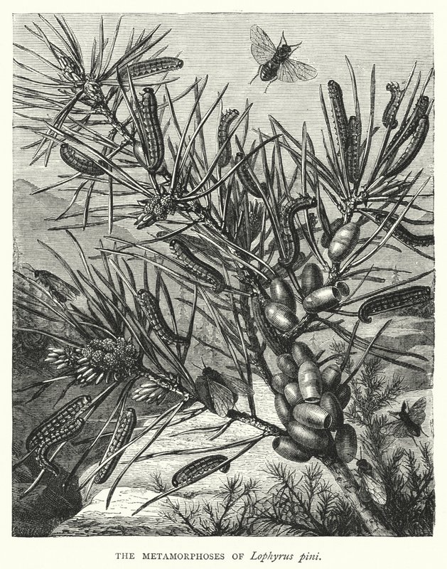 Metamorfózy Lophyrus pini (rytina) od English School