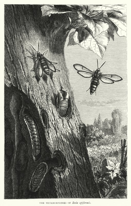 Metamorfózy Sesia apiformis (rytina) od English School