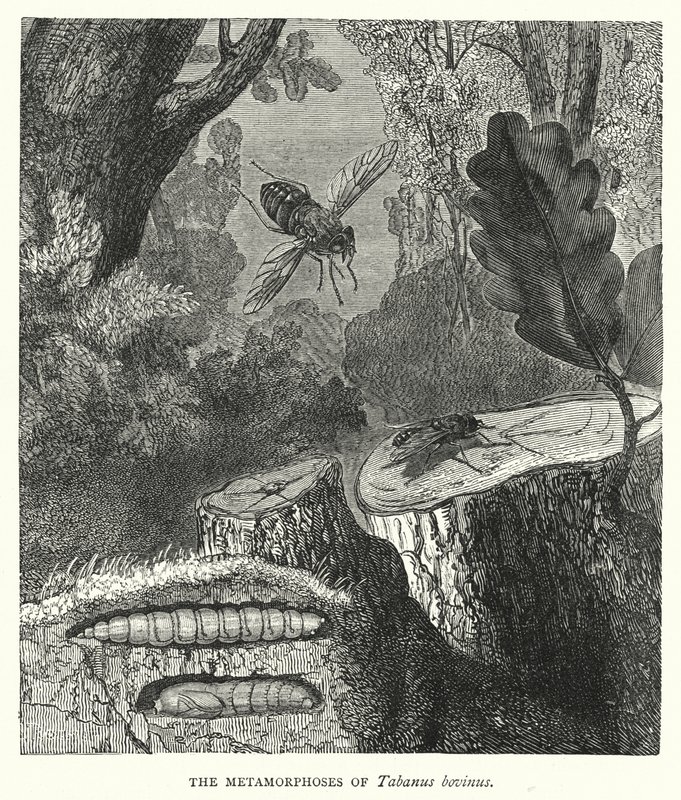 Metamorfózy Tabanus bovinus (rytina) od English School