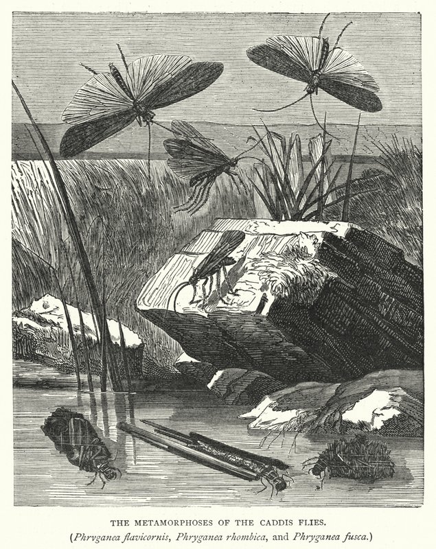Metamorfózy mušek kadeřavek, Phryganea flavicornis, Phryganea rhombica a Phryganea fusca (rytina) od English School