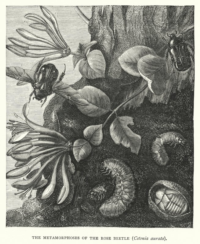 Metamorfózy brouka Cetonia aurata (rytina) od English School