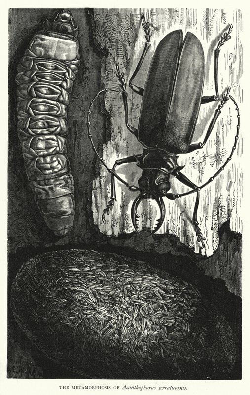 Metamorfóza Acanthophorus serraticornis (rytina) od English School