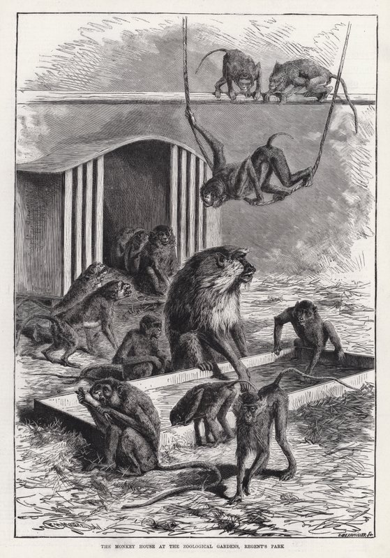 Opičí dům v zoologické zahradě, Regent