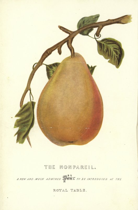Nonpareil od English School