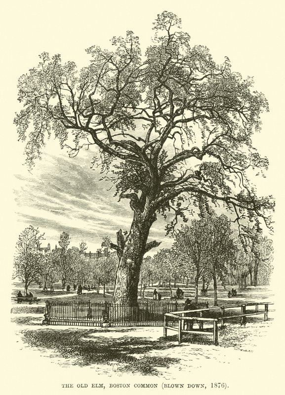 The Old Elm, Boston Common, zničen, 1876 od English School