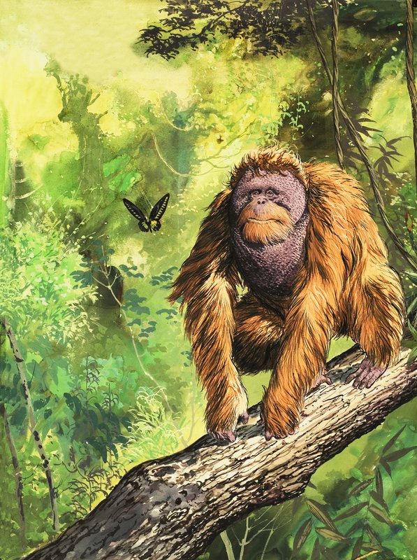 Orangutan od English School