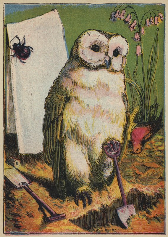 Sova, brouk a kohout Robin (barevná litografie) od English School