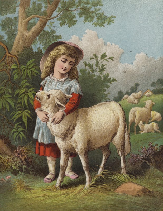 The Pet Lamb (chromolitho) od English School