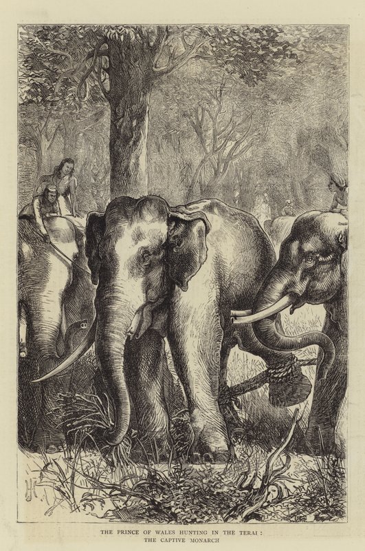 Princ z Walesu na lovu v Terai, zajatý monarcha (rytina) od English School