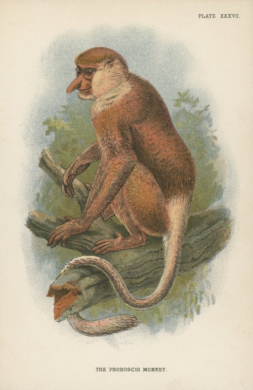 Proboscis Monkey od English School