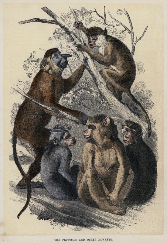 The Proboscis and Other Monkeys (barevná rytina) od English School