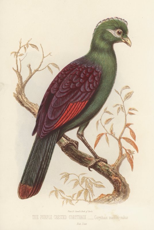 Corythaix chocholatý fialový, Corythaix Macrorhynchus (barva lito) od English School