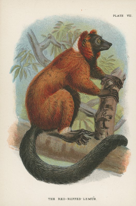 Lemur červený od English School
