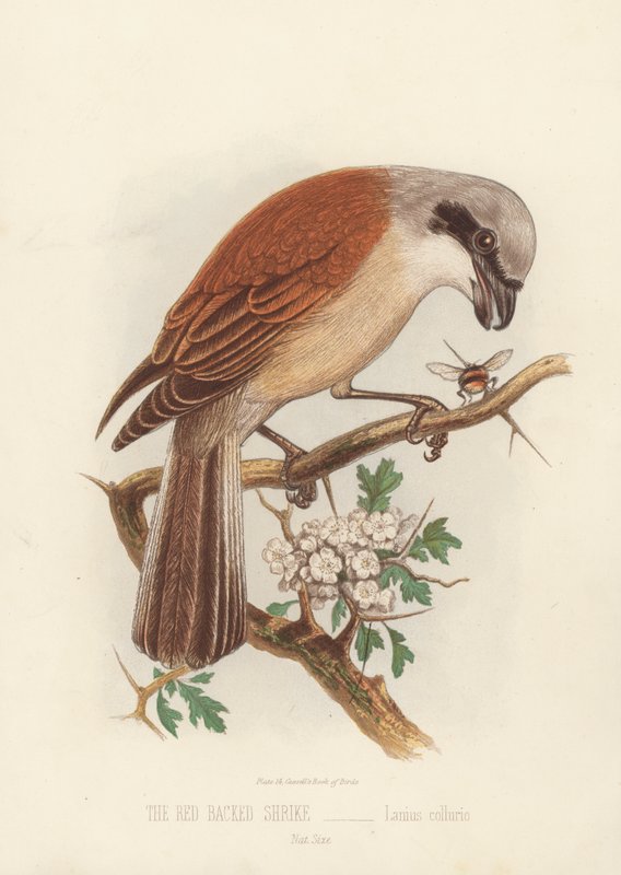 Shrike červenohřbetý, Lanius Collurio (barva lito) od English School